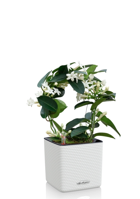 Стефанотис 12/30 см в CUBE COLOR 14, белый