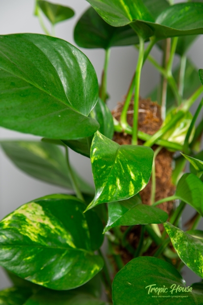 Сциндапсус на опоре 24/80 см Сциндапсус на опоре 24/80 см