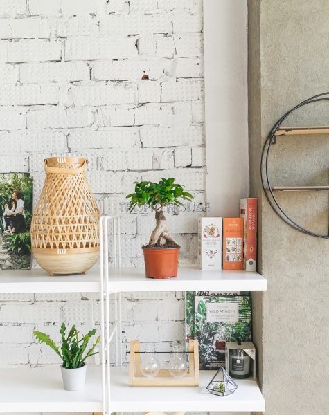 Фикус Микрокарпа 12/30 см