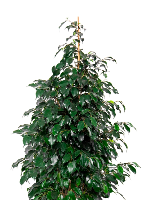 Фикус Бенджамина Даниэль пирамида 21/90 см