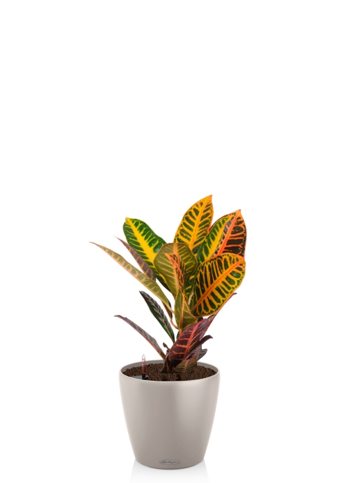 Кодиеум 13/30 см в CLASSICO COLOR 18