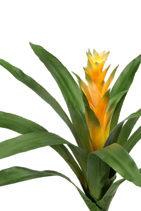 Гусмания Кардинал жёлтая в-37, д-52 см (Сенсетив Ботаник) 4/4
