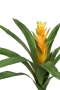 Гусмания Кардинал жёлтая в-37, д-52 см (Сенсетив Ботаник) 4/4