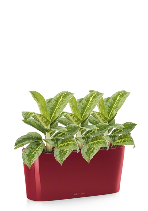 Аглаонема Лемон Минт в DELTA 20, ярко-красный блестящий