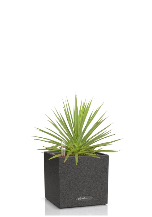 Агава Нана в CANTO STONE 14, графитовый черный