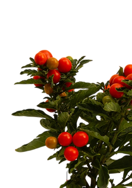 Соланум 10/25 см Соланум 10/25 см