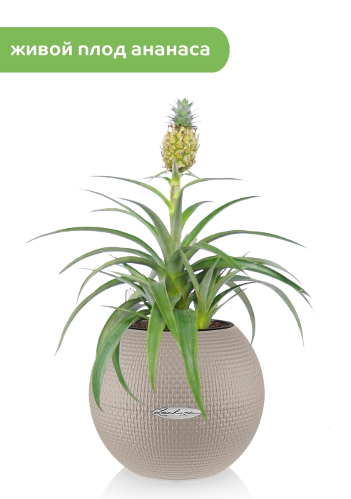 Ананас подарочный в PURO 20, песочно-коричневый