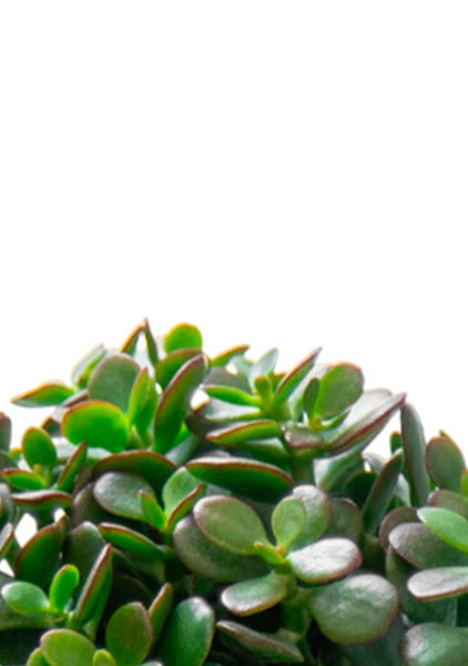 Крассула Овата Минор 12/20 см в CUBE GLOSSY KISS 14 Крассула Овата Минор 12/20 см в CUBE GLOSSY KISS 14