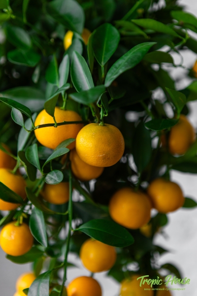 Каламондин в CUBICO COLOR 30