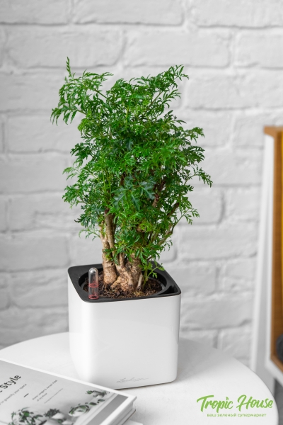 Полисциас в CUBE GLOSSY 14