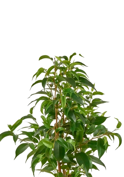 Фикус Бенджамина Наташа 12/30 см Фикус Бенджамина Наташа 12/30 см