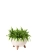 Папоротник Нефролепис Грин Леди 12/30 см в миске LAMELA ROMA ECO WOOD 240