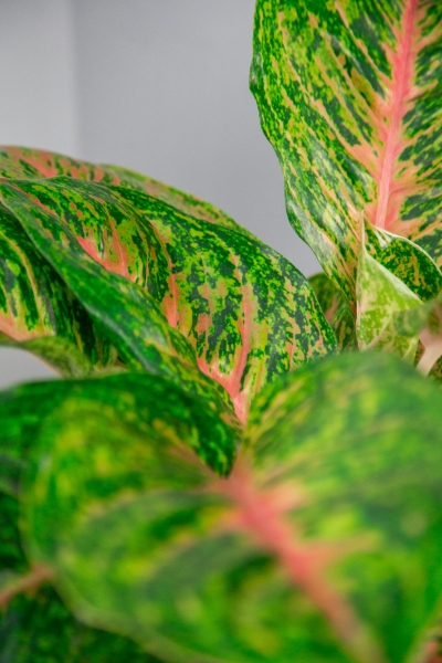 Аглаонема Баттерфляй 19/50 см Аглаонема Баттерфляй 19/50 см