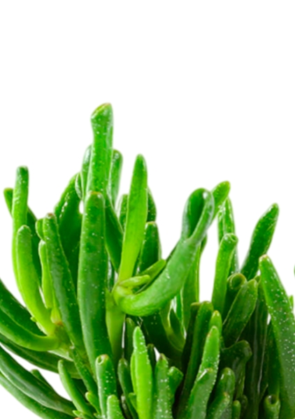 Крассула Хоббит 12/20 см в CUBE COLOR 14