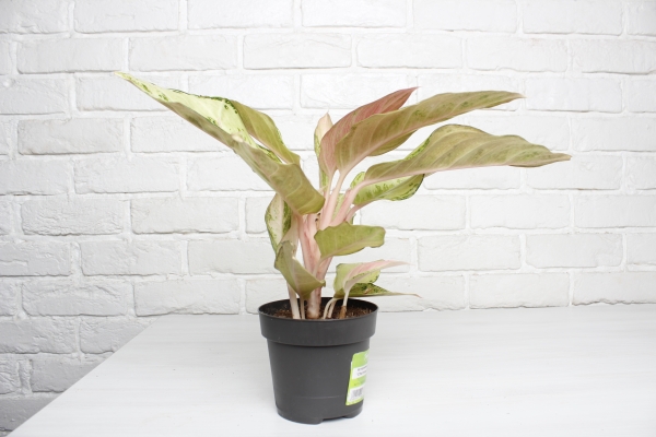 Аглаонема Шартрез Прити "Chartreuse Pretty" 12/30 см в OJO