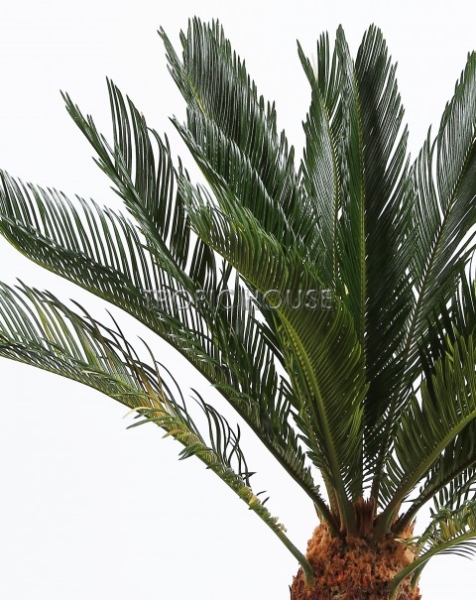 Цикас в CARARO 75 Цикас в CARARO 75