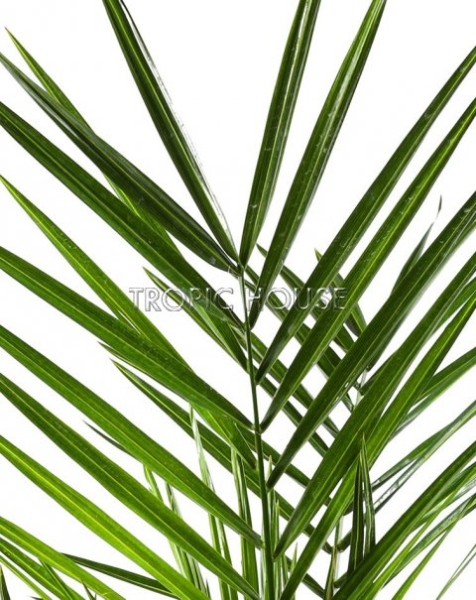 Финик Канарский 21/90 см