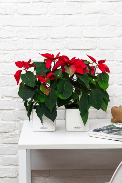 Пуансеттия 12/40 см в CUBE COLOR 16 Пуансеттия 12/40 см в CUBE COLOR 16