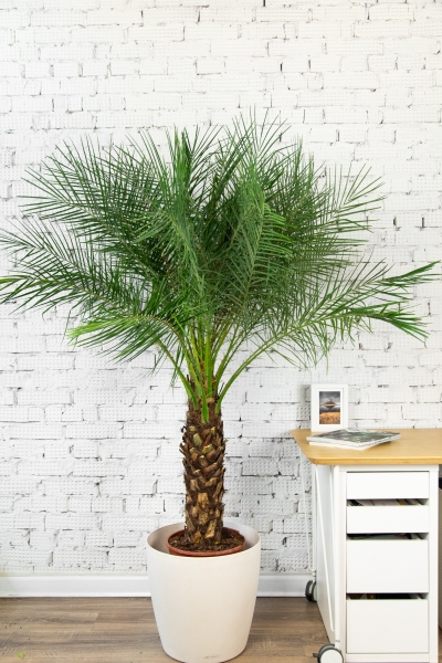 Финиковая пальма Робилини в CLASSICO COLOR 43 Финиковая пальма Робилини в CLASSICO COLOR 43