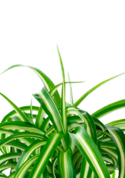 Хлорофитум Бонни 12/25 см в CUBE GLOSSY 14