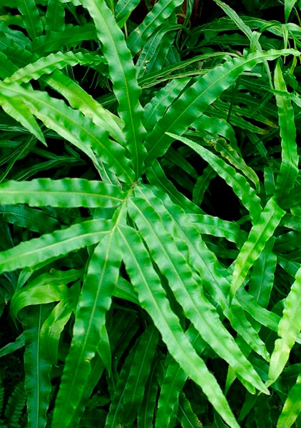 Папоротник Птерис 12/30 см в CUBE GLOSSY 14