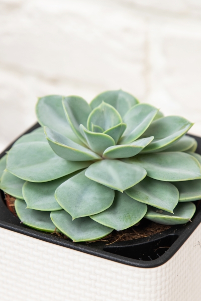 Эхеверия Лилацина 12/20 см в CUBE COLOR 14