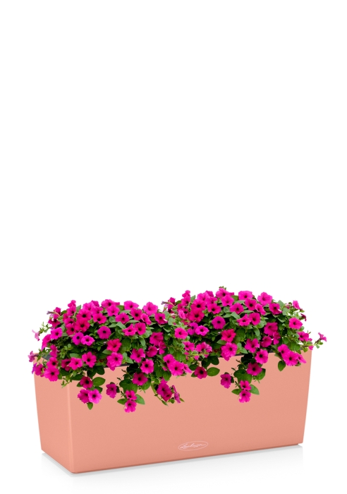 Петуния Розовая в BALCONERA 50, коралловый