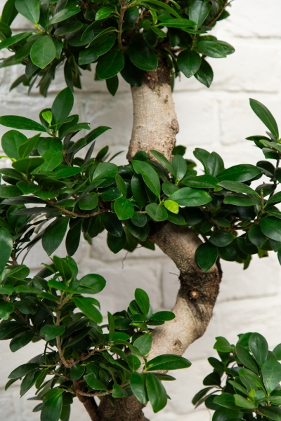 Фикус Микрокарпа Гинсенг 35/110 см