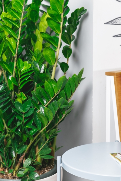 Замиокулькас 30/110 в CUBICO Color 40