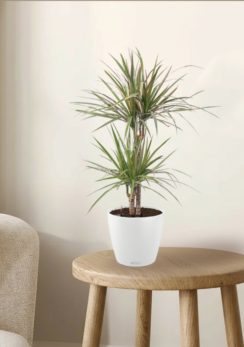 Драцена Маргината CLASSICO COLOR 21