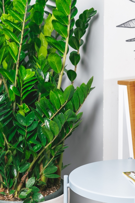 Замиокулькас 30/110 в CUBICO Color 40