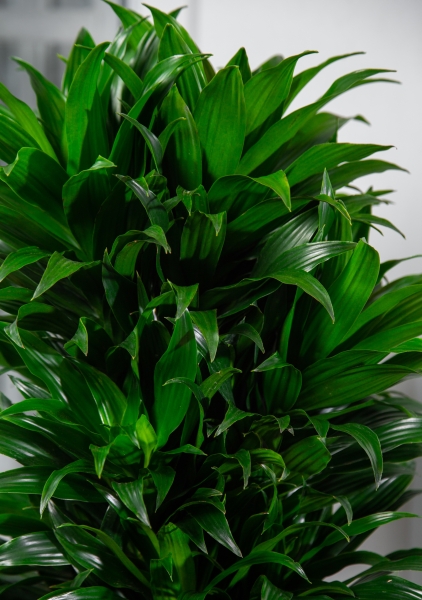 Драцена Компакта бранч 23/90 см