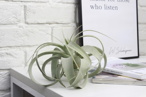 Тилландсия Ксерографика