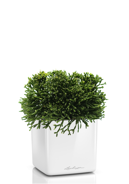 Рипсалис в CUBE Glossy 14, Белый блестящий 