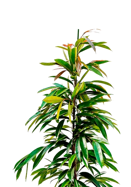 Фикус Биннендийка Амстел Кинг 21/90 см в QUADRO LS 28