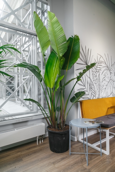 Стрелиция Николай 40/220 см