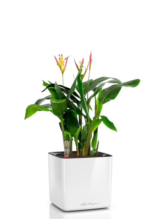 Геликония в CUBE GLOSSY 14, белый блестящий