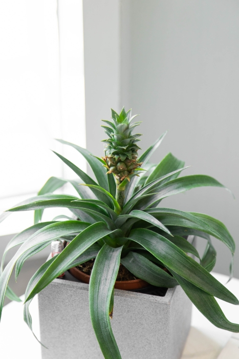 Ананас в CANTO STONE 14