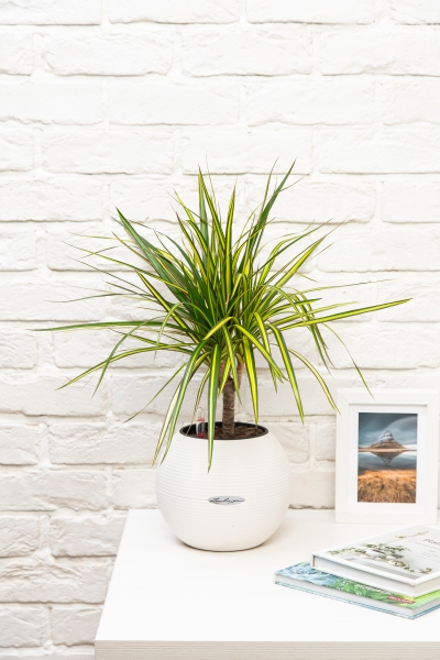 Драцена Маргината Санрей 12/40 см в PURO 20