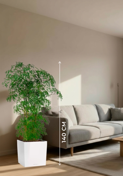 Полисциас Фрутикоза 27/140 см в CUBE 30 Полисциас Фрутикоза 27/140 см в CUBE 30