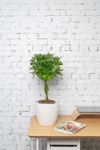 Шеффлера Компакта 21/75 см