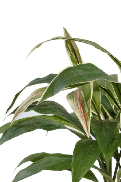 Кордилина куст в горшке