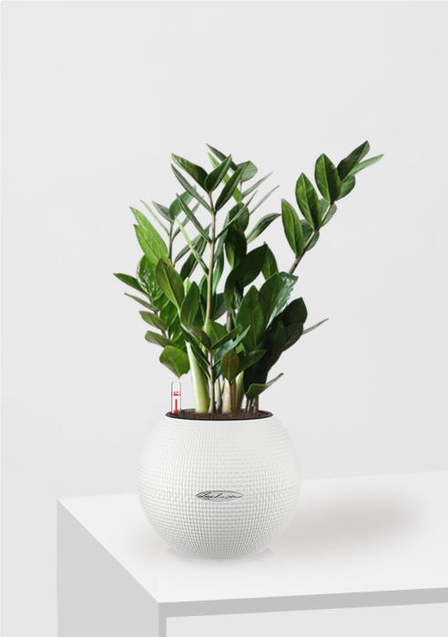 Замиокулькас в PURO 20, белый