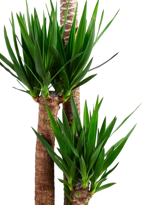 Юкка 3 ствола 24/140 см