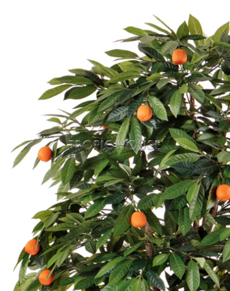 Мандарин Оранж