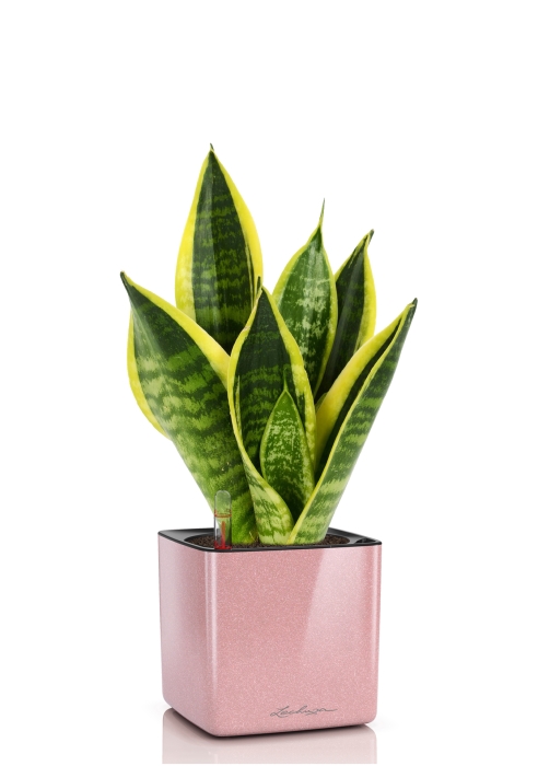 Сансевиерия Футура Суперба в CUBE GLOSSY KISS 14, кремовый блестящий