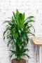 Драцена Джанет Крейг бранч 27/120 см