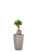 Фикус Микрокарпа Гинсенг 17/35 см в CUBICO COLOR 22
