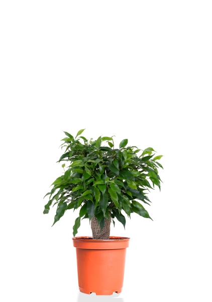 Фикус Бенджамина Грин Кинки в джуте 12/30 см Фикус Бенджамина Грин Кинки в джуте 12/30 см