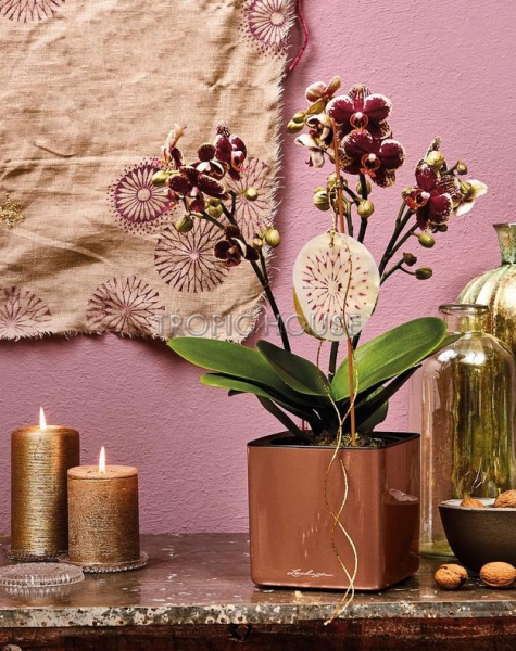 Кашпо LECHUZA CUBE Glossy 14х13.5 см